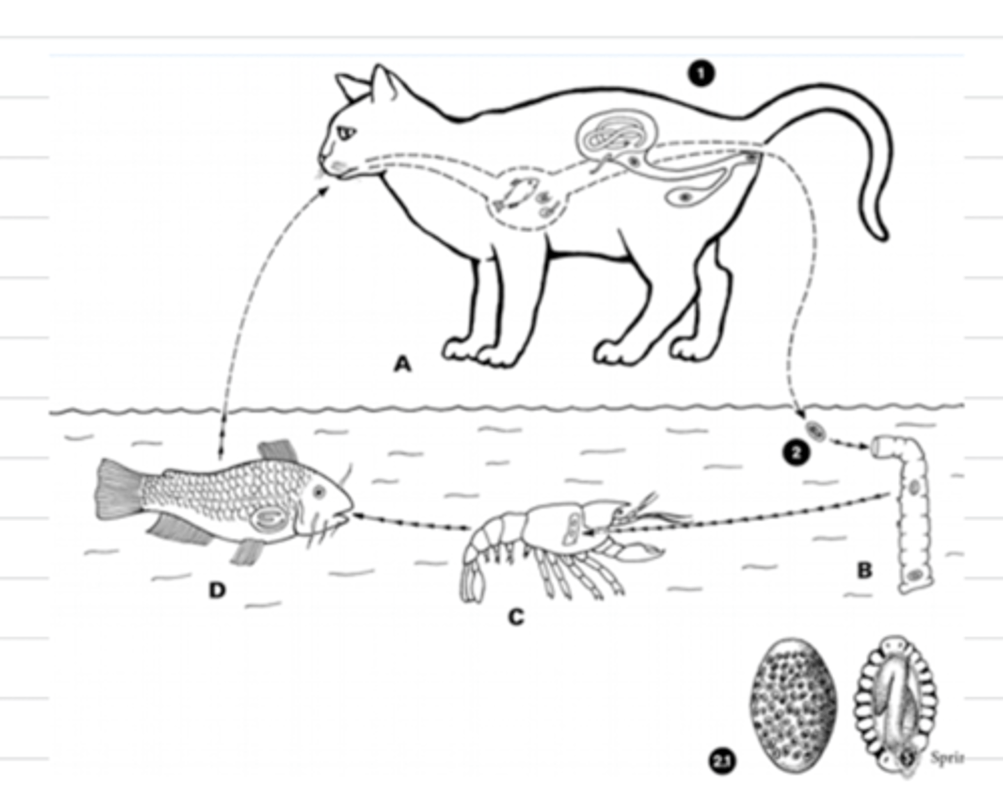 <p>this is the life cycle of what nematode?</p>