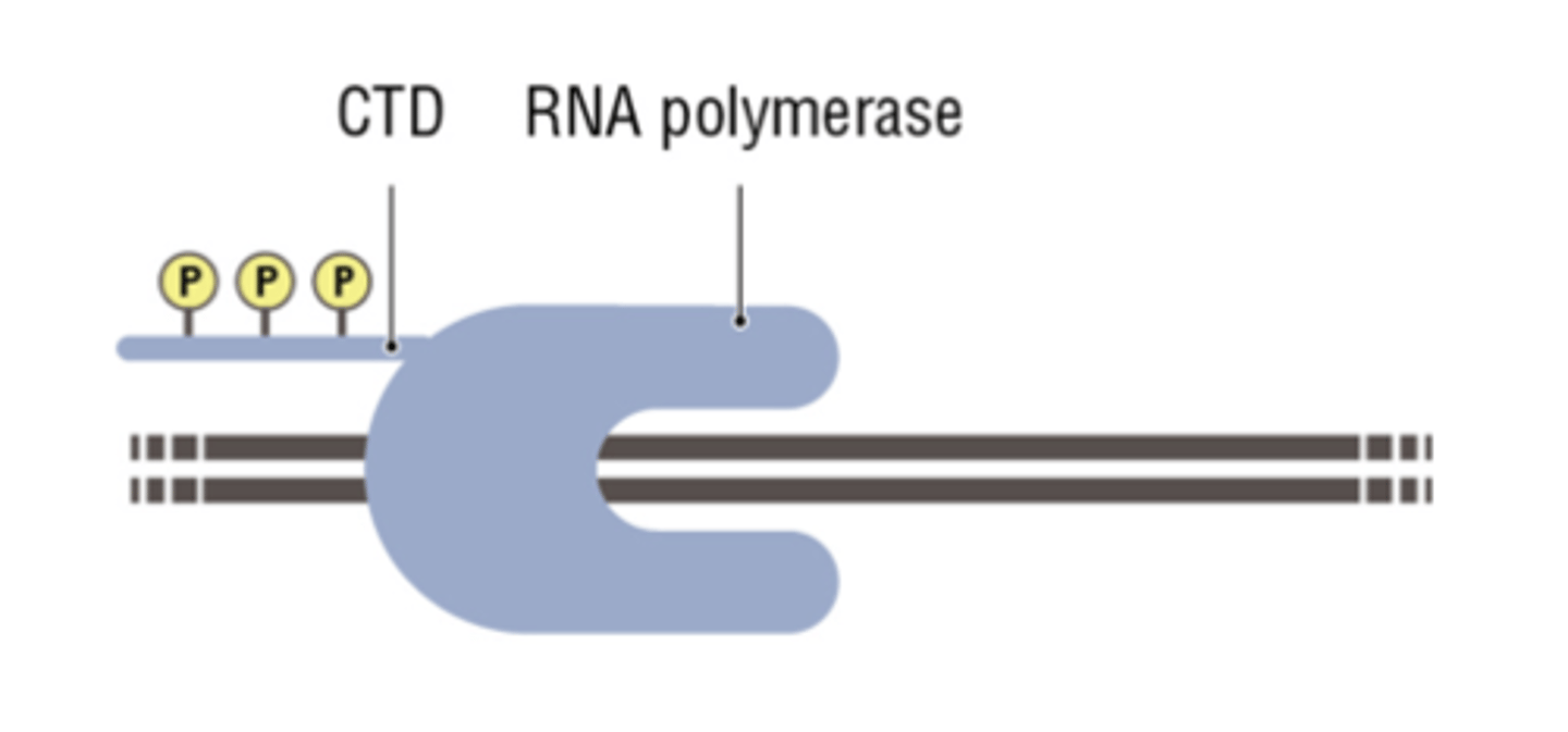 <p>the largest subunit, is essential for polymerase activity through its carboxy terminal domain (CTD)</p>
