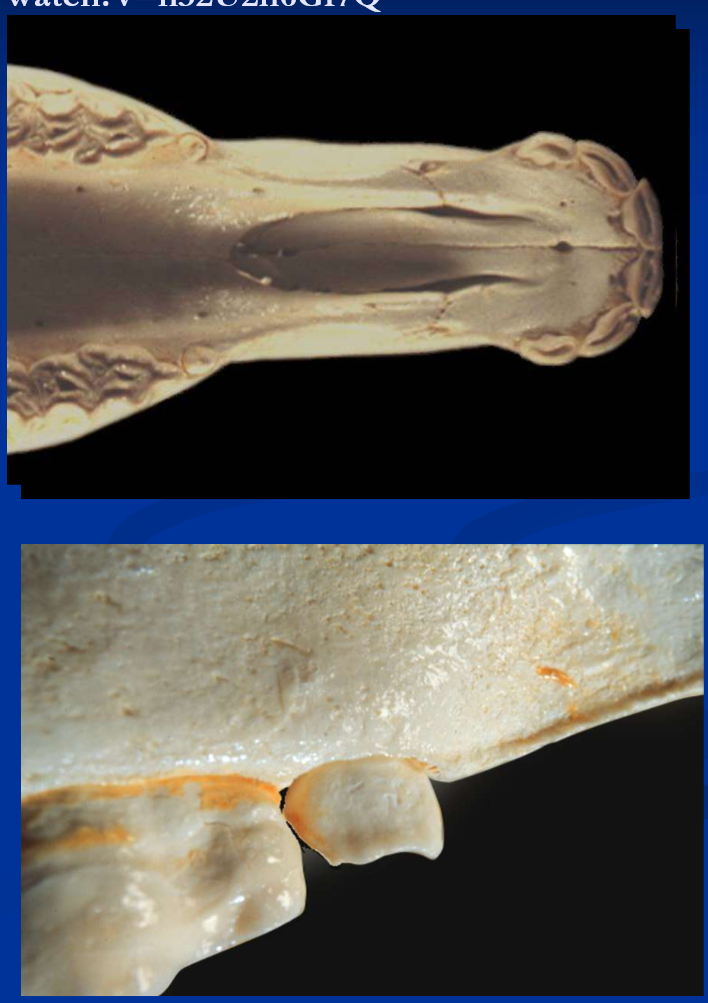 <ul><li><p>vestigial 1st premolar </p></li><li><p>may cause bit problems if loose or sharp </p></li><li><p>routinely extracted at 1-2yrs; loosen with periosteal elevator, extract with forceps </p></li><li><p>“Blind” wolf teeth may cause subgingival enlargement and bit problems; remove surgically if needed </p></li></ul><p></p>