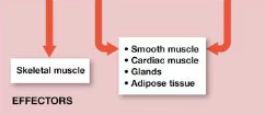 <p>muscle cells, gland cells, other cells specialized to perform specific functions</p>