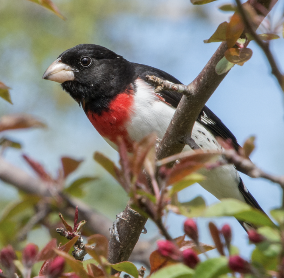 <p>What is this bird?</p>