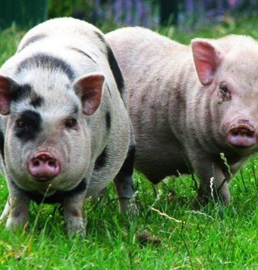 <p><span><span>• Zijn bekend als minivarken</span></span></p>