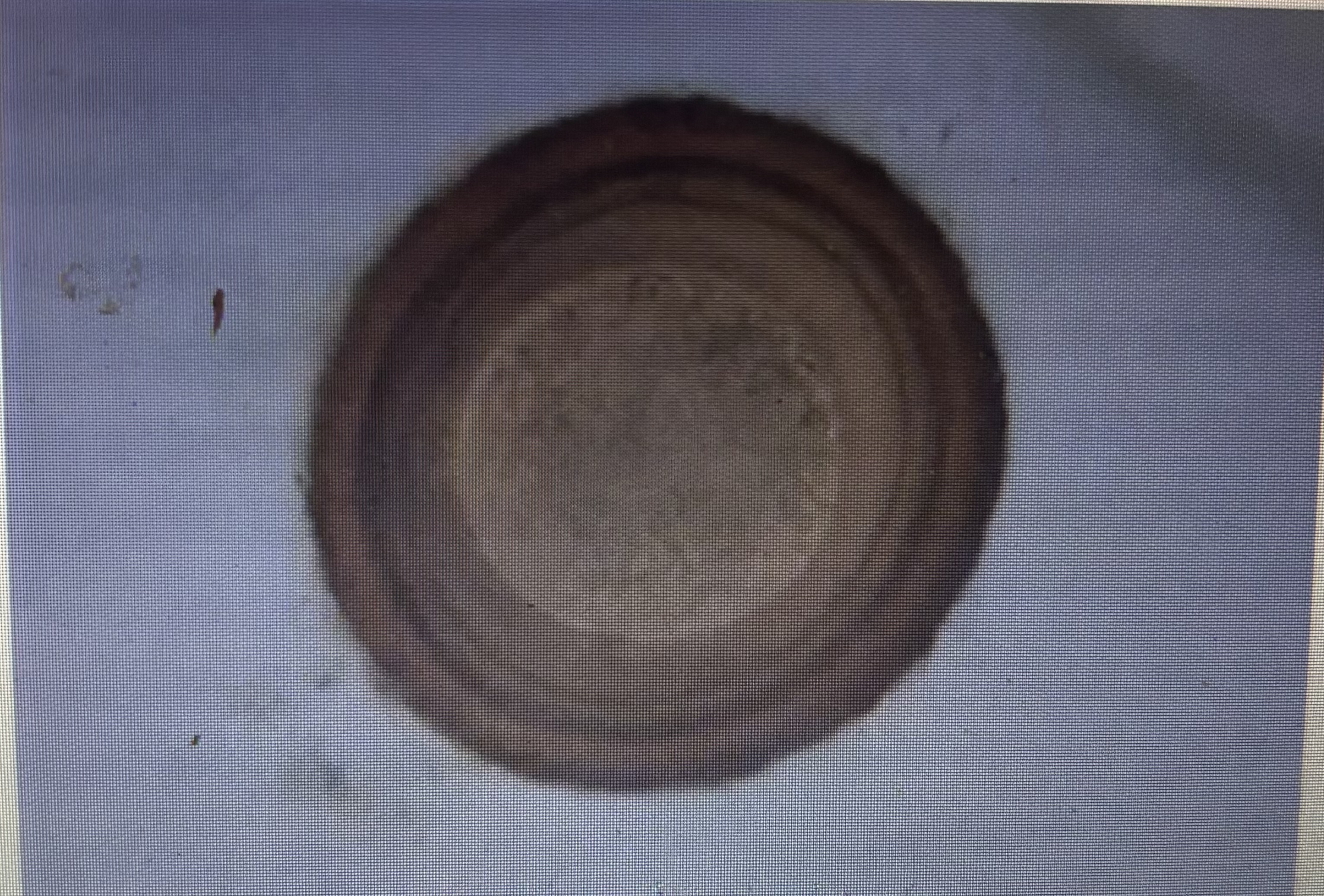 <p>Host species horse</p><p>Prepatent period 70 days </p><p>Measurement 90-100 um </p><p>Found in the small intestine of horses - particularly in young foals </p><p>Ascarid</p>