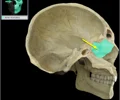 <p>Thin, vertical projection of ethmoid in nasal cavity Forms superior part of nasal septum Articulates with vomer and nasal septal cartilage</p>