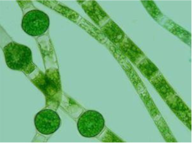 <p>What is the genus of this algae?</p>
