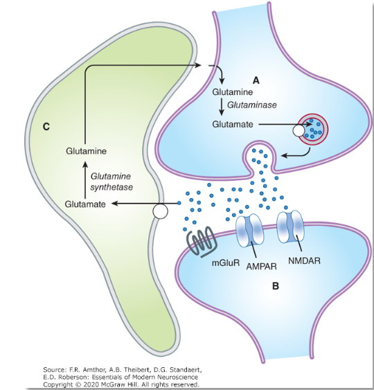 <p>presynaptic glutamatergic neuron and converted into glutamate by glutaminase </p>