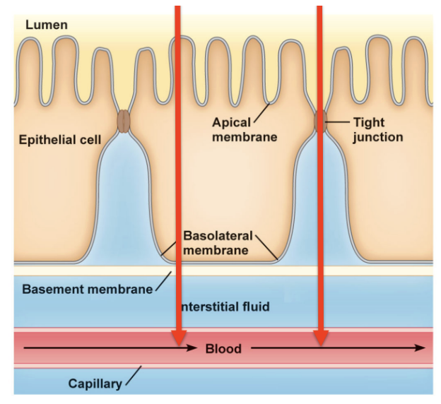 <p>Type of Absorption</p><ul><li><p><span style="background-color: transparent; font-family: "Times New Roman", serif;"><span>Going between the cells (through tight junctions)</span></span></p></li></ul><p></p>