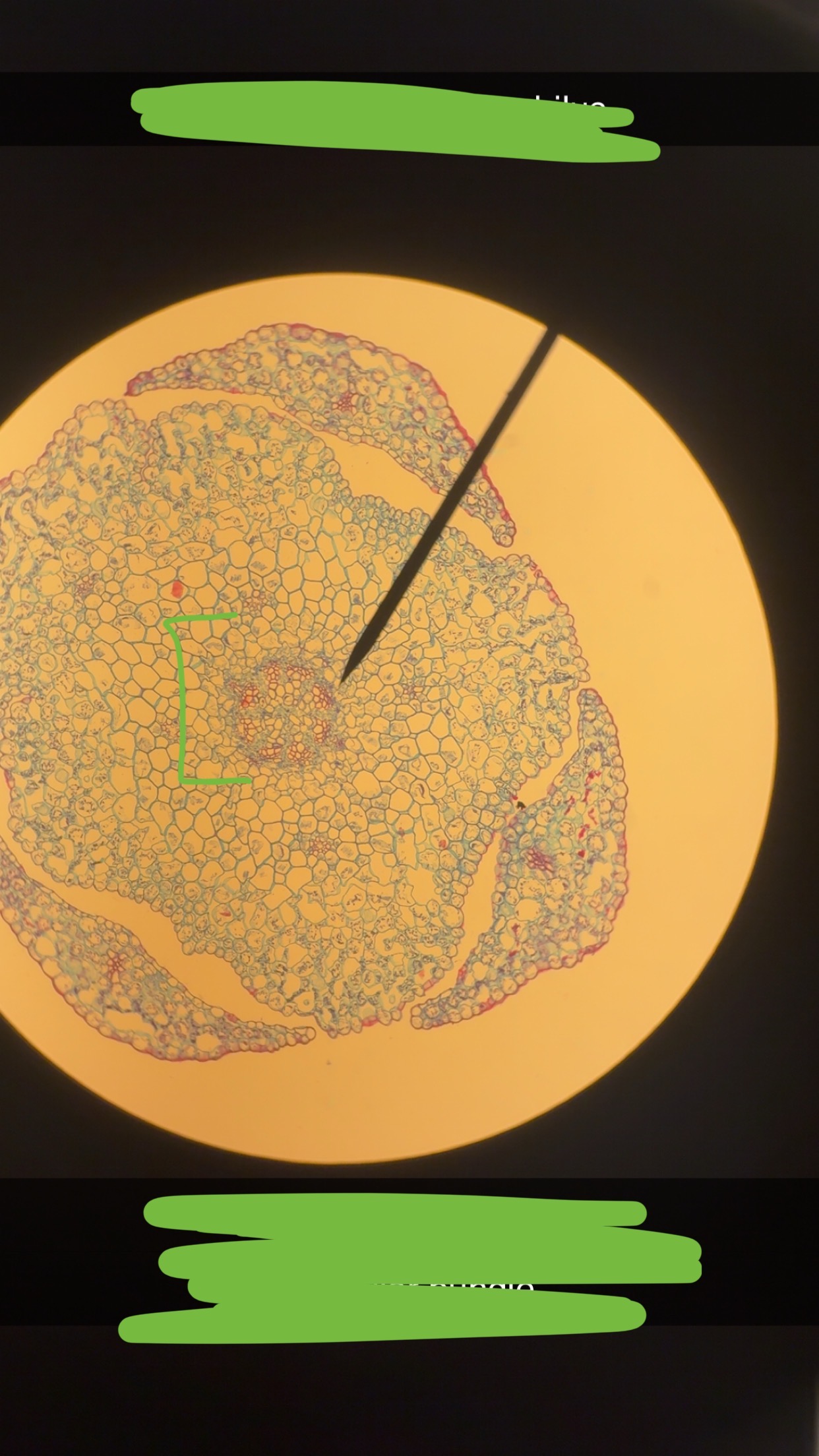 <p>What phylum </p>