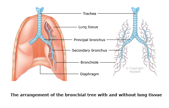 <ul><li><p><strong>Trachea: </strong>tubular structure that passes down the neck and into the chest. Air flows through the trachea to the lungs. It lies ventral to the oesophagus and slightly to the left. It bifurcates just cranial to the base of the heart, into two principal bronchi. It is lined with ciliated columnar mucous membrane. </p></li><li><p><strong>Bronchi: </strong>air travels from the trachea into the bronchi. Similar structure to the trachea, but with no cartilage and a smaller diameter. The principal bronchi enter its own lung and divides again into secondary bronchi, which supply the lobes of the lung. These then divide into bronchioles.</p></li><li><p><strong>Bronchioles: </strong>These are kept open by cartilage rings lined with ciliated epithelium. They continue to divide and terminate in pulmonary bronchioles and alveoli (also lined with ciliated mucous membrane).</p></li><li><p><strong>Alveoli: </strong>lined with type I and II epithelial cells. Type I is a thin epithelium while type II secretes surfactant. The alveoli and the capillaries next to them share a basement membrane, to allow for short diffusion distances. Alveoli are also interconnected by sharing septum with other alveoli, to protect against alveolar collapse. Pores of Kohn between alveoli allow efficient movement of inspired air between alveoli. </p></li></ul>