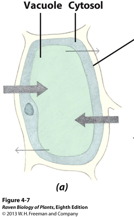 <p>hydrostatic pressure in a cell </p><ul><li><p>plant has high concentration of soln. in vacuoles</p></li><li><p>this creates hypertonic soln.</p></li><li><p>water moves into vacuole, vacuole pushes against cell wall</p></li></ul><p></p>