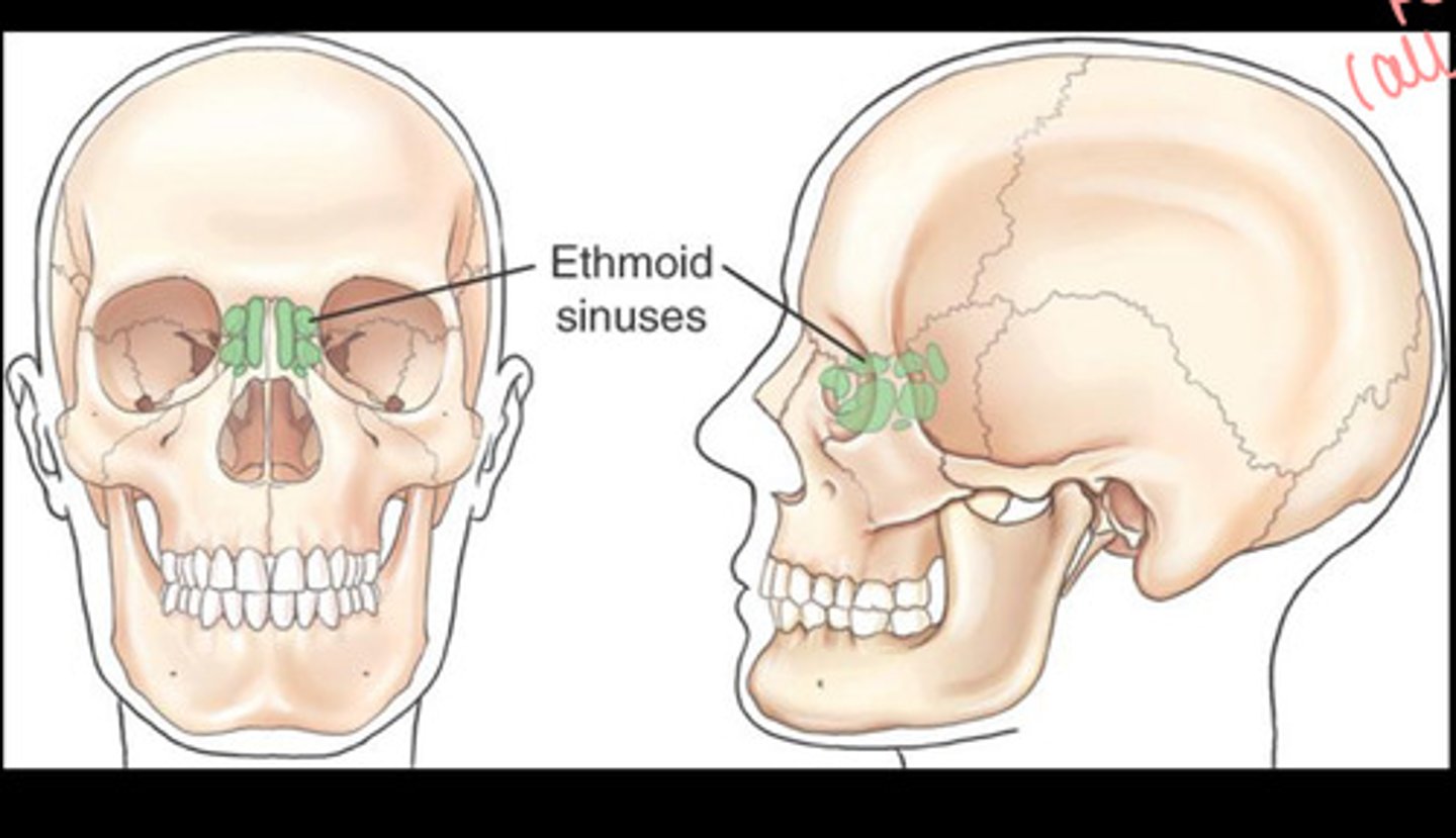<p>within the lateral masses of the ethmoid bone</p>