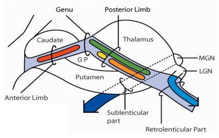 <ul><li><p>Ventral Posterior Lateral Nucleus </p><ul><li><p>Receives input from Medial Lemniscus and Spinothalamic tract</p></li><li><p>Outputs through superior thalamic radiations to ‘body regions’ of S1</p></li></ul></li><li><p>Ventral Posterior Medial Nucleus</p><ul><li><p>Receives input from Trigeminothalamic tract (principal and spinal trigeminal nuclei)</p></li><li><p>Outputs through superior thalamic radiations to ‘head regions’ of S1</p></li></ul></li><li><p>Lateral Geniculate</p><ul><li><p>Visual Pathway</p></li><li><p>Output to V1 via retrolenticular part of internal capsule</p></li></ul></li><li><p>Medial Geniculate</p><ul><li><p>Auditory Pathway</p></li><li><p>Output to A1 via sublenticular part of internal capsule</p></li></ul></li></ul><p></p>