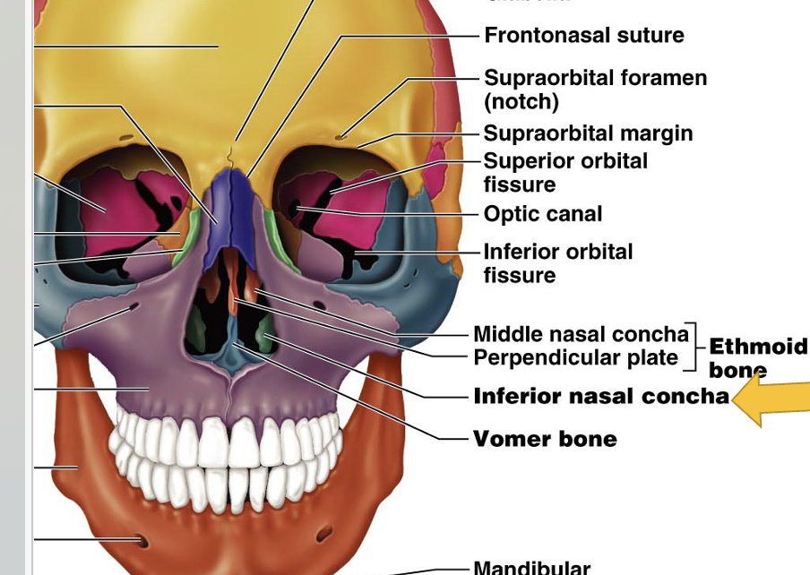 <p>A bone forming part of the nasal septum, part of the visceral cranium that makes up the middle part of nasal cavity and meets with the perpendicular plate of the ethmoid bone </p>