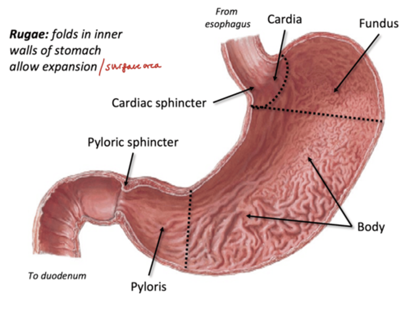 <p>Distal most portion of stomach</p><p>-narrows to meet duodenum, guided by pyloric sphincter (true ring of muscle)</p><p>--open small amount to regulate rate the stomach empties</p>