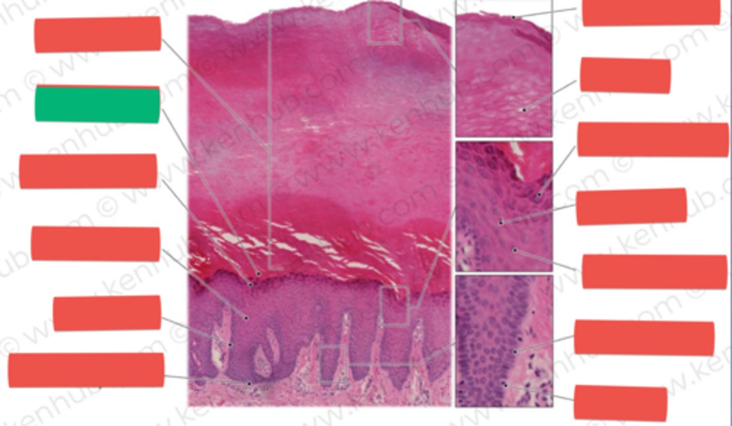 knowt flashcard image
