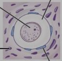 one layer of flattened granulosa cells around the oocyte 