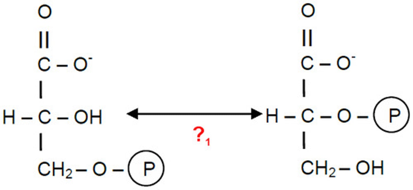 <p>Phosphoglycerate Mutase: a mutase catalyzes the transfer of a functional group from one position to another on a molecule </p>