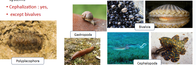 <p>lophototrochozoa, marine, soft bodied with shell, true coeloms, cephalization except bivalves, seperate sexes, trochophore larvae (disperses snail to new locations)</p>