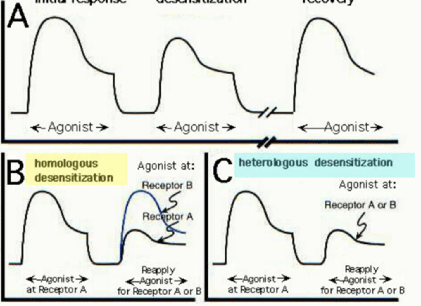 <p>Homologous:</p><p>- Receptor A response lowers, B goes/stays up</p><p>- only one agonist is being affected</p><p>Heterologous:</p><p>- BOTH Receptor A &amp; B go down, BOTH are effected </p>