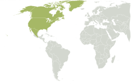 Most of North America (Greenland, Central FL, highlands of Mexico)