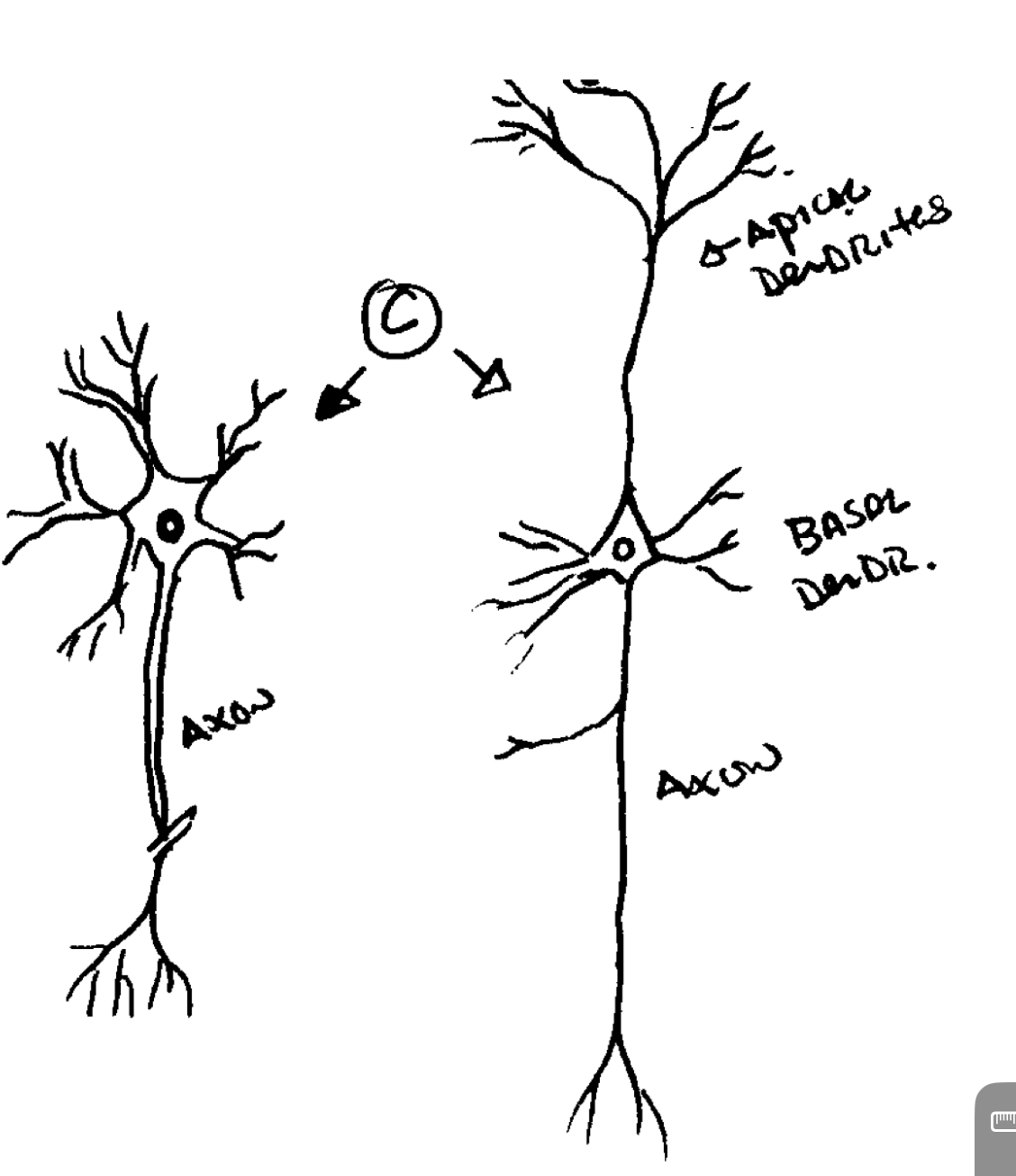 <ul><li><p>more than two neurites from cell body</p></li><li><p><strong>MOTOR NERVE</strong></p></li></ul>