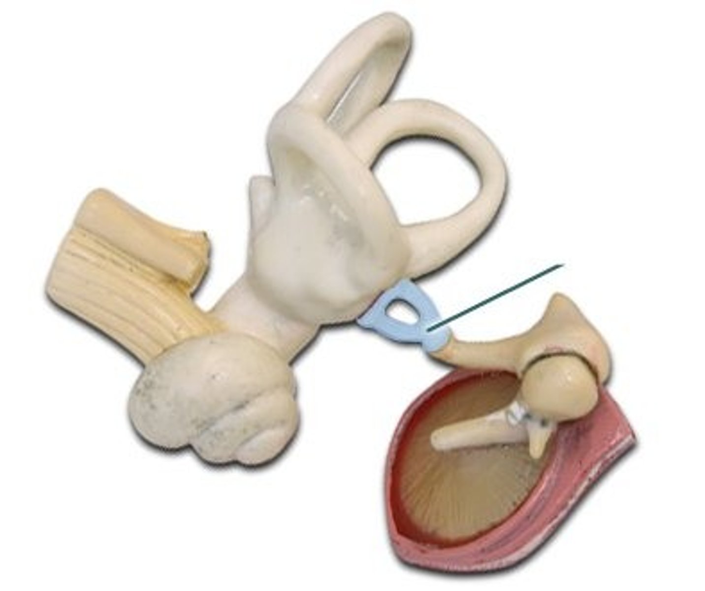 <p>"stirrup"; inner of the 3 ossicles of the middle ear</p>