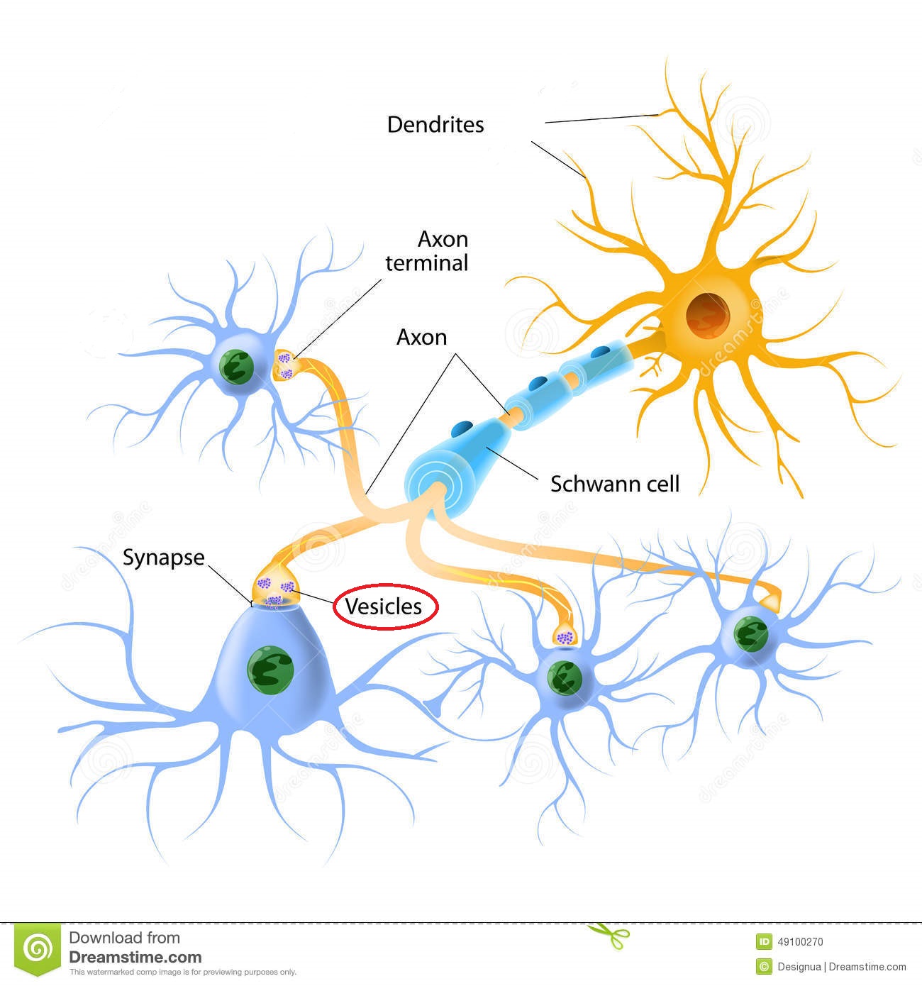 <p>tiny, spherical packets with an axon terminal that contain high levels of NT; located in the axon terminal</p>