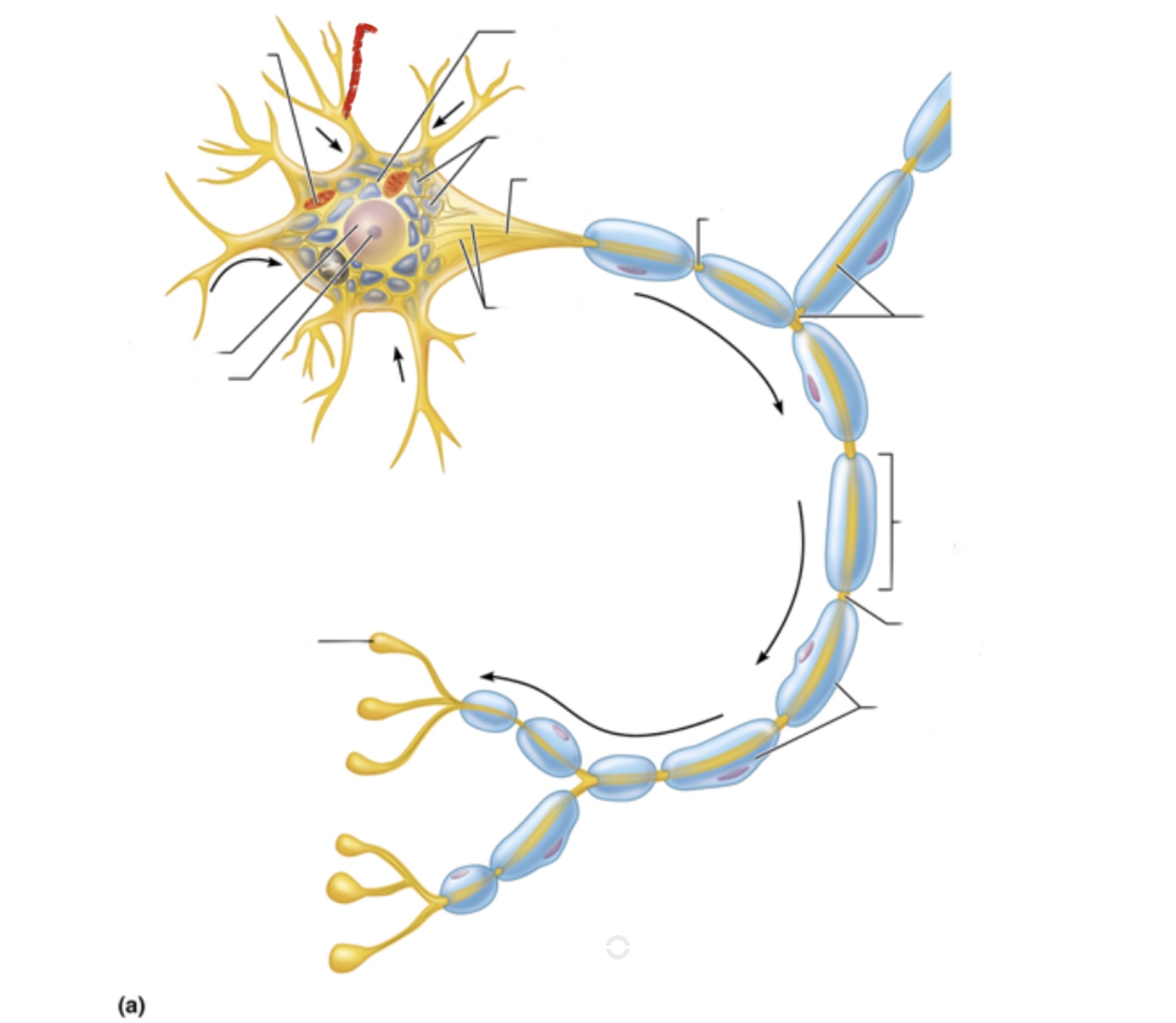 knowt flashcard image