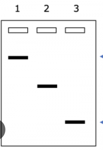 <p>Which sample has the longest DNA fragments?</p>