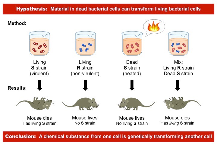 <p>Landmark experiment conducted in 1928, demonstrating the concept of bacterial transformation. Showed that genetic material can be transferred between bacteria, leading to the discovery of DNA as the molecule responsible for inheritance.</p>