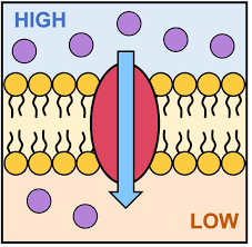 <p>move solutes across membrane w/o energy </p>