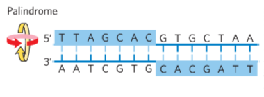 <p>section of DNA that is the same backward and forward</p>
