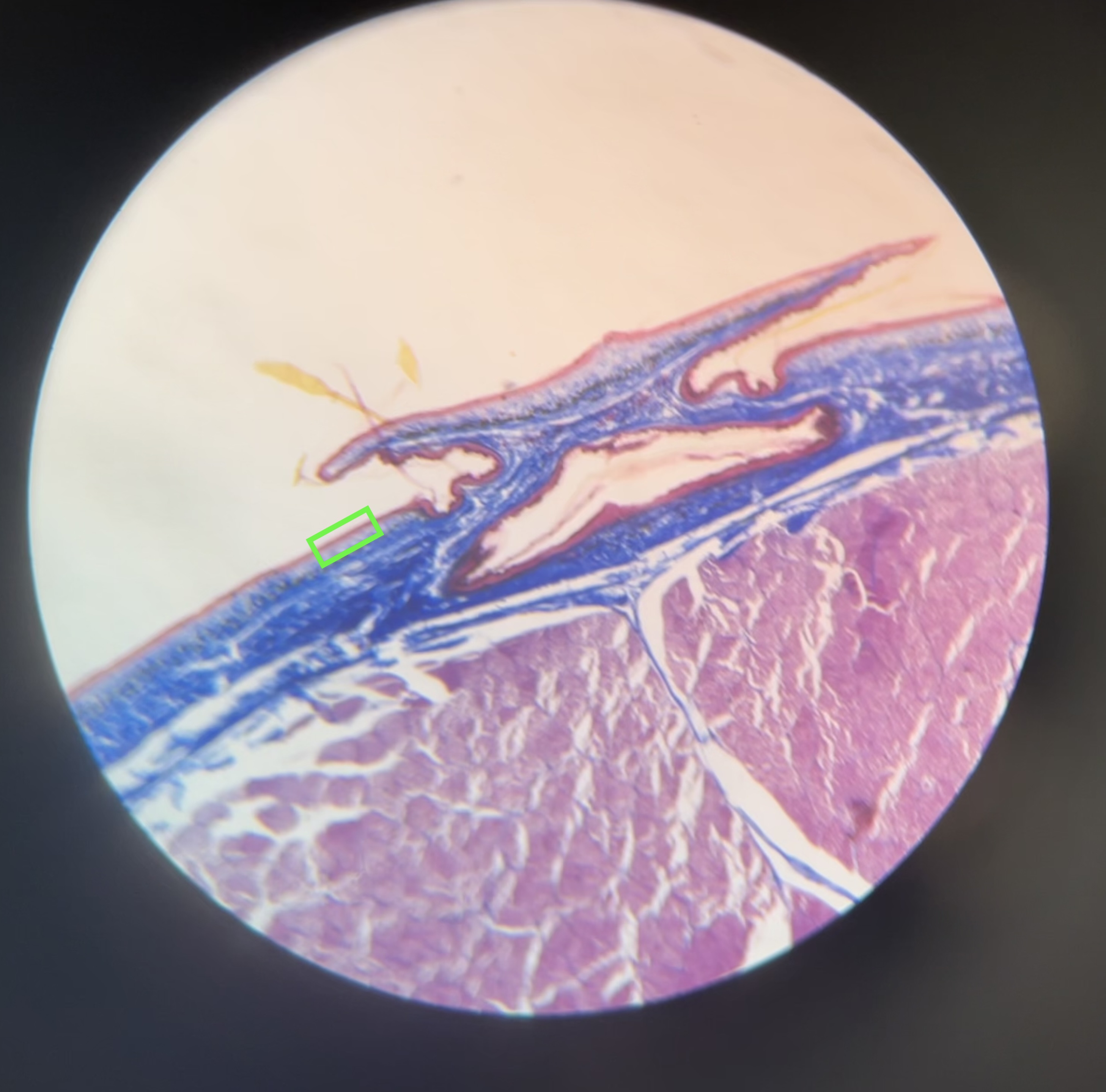 knowt flashcard image