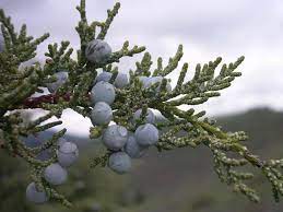 rocky mountain juniper