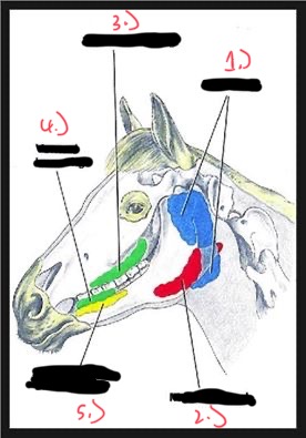 <p>label the salivary glands present in a horse</p>