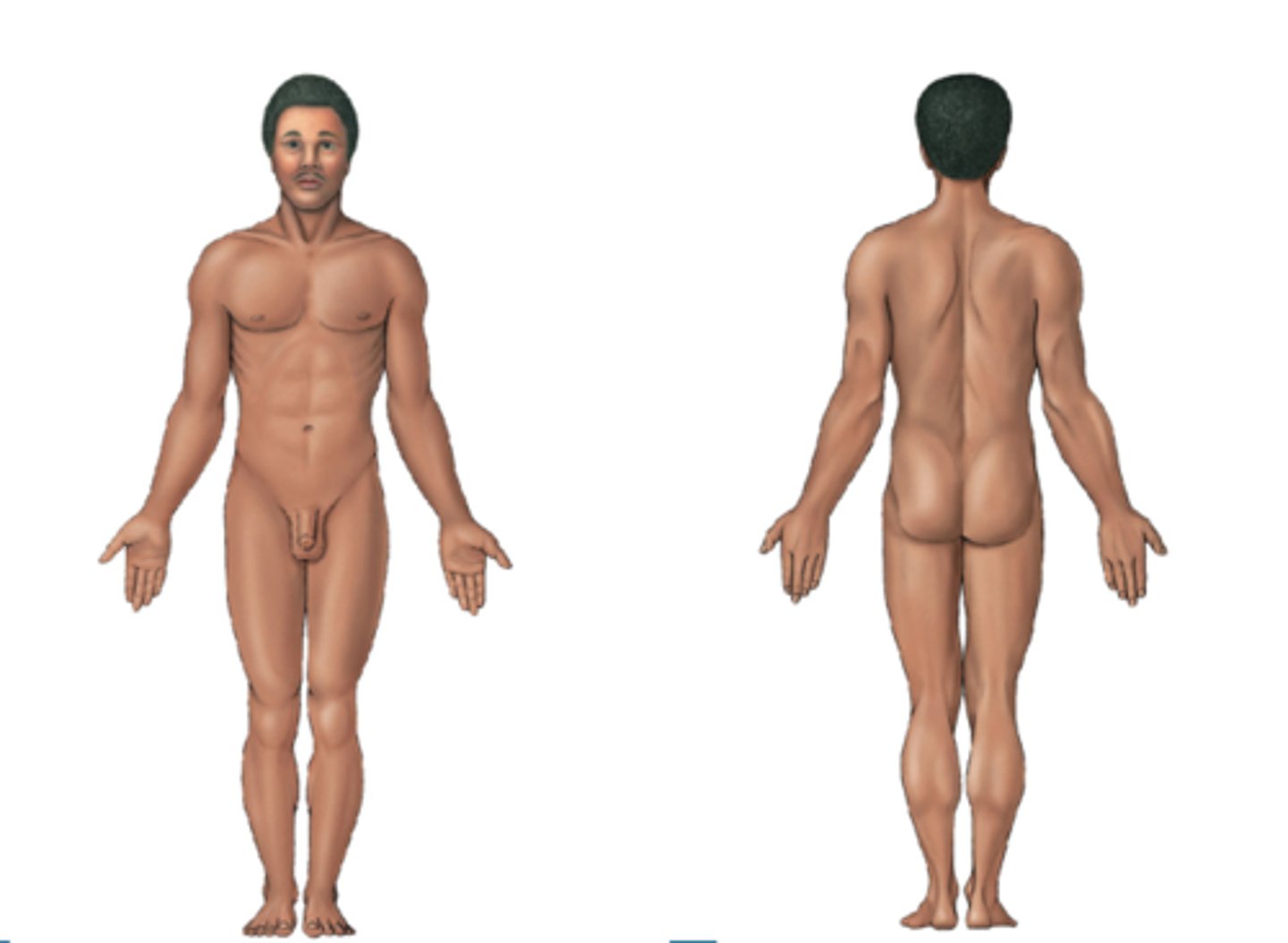 <p>Standing up: hands at sides, palms facing forward, feet together</p><p>Laying down: supine (face up), prone (face down)</p>