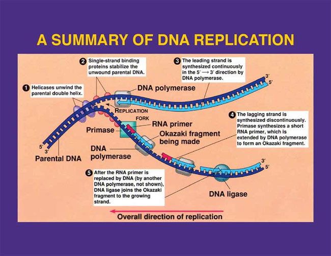 <p>False, it only moves from 3 prime - 5 prime (on the DNA strand because of the leading strand)</p>