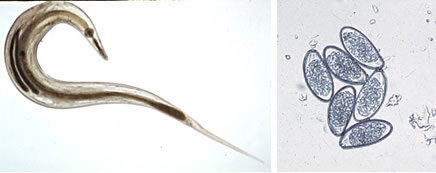 <p>Passalurus ambiguus</p>