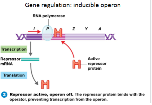 <p>An <strong>inducible operon</strong> is a group of genes that is <strong>normally turned OFF</strong>, but it can be <strong>turned ON (induced)</strong> when a specific substance (called an <strong>inducer</strong>) is present.</p><p>Step 1<mark data-color="green" style="background-color: green; color: inherit">: </mark><strong><mark data-color="green" style="background-color: green; color: inherit">Operon is OFF by default</mark></strong><mark data-color="green" style="background-color: green; color: inherit"> </mark></p><ul><li><p>A <strong>repressor protein</strong> i<mark data-color="green" style="background-color: green; color: inherit">s attached to the </mark><strong><mark data-color="green" style="background-color: green; color: inherit">operator</mark></strong> (a part of the operon).</p></li><li><p>This<strong><em> blocks RNA</em></strong> polymerase from reading the genes.</p></li><li><p>So the genes are<mark data-color="green" style="background-color: green; color: inherit"> </mark><strong><mark data-color="green" style="background-color: green; color: inherit">not being used</mark></strong><mark data-color="green" style="background-color: green; color: inherit"> </mark>— <strong>no proteins are made</strong>.</p></li></ul><p> <span data-name="green_square" data-type="emoji">🟩</span> Step 2: <strong>Inducer appears</strong> </p><ul><li><p>A small molecule (th<mark data-color="yellow" style="background-color: yellow; color: inherit">e </mark><strong><mark data-color="yellow" style="background-color: yellow; color: inherit">inducer</mark></strong><mark data-color="yellow" style="background-color: yellow; color: inherit">)</mark> shows up — often the thing the cell wants to break down.</p></li><li><p>The<mark data-color="yellow" style="background-color: yellow; color: inherit"> </mark><strong><mark data-color="yellow" style="background-color: yellow; color: inherit">inducer binds to the repressor</mark></strong><mark data-color="yellow" style="background-color: yellow; color: inherit">.</mark></p></li><li><p>This<mark data-color="yellow" style="background-color: yellow; color: inherit"> </mark><strong><mark data-color="yellow" style="background-color: yellow; color: inherit">changes the shape of the repressor</mark></strong><mark data-color="yellow" style="background-color: yellow; color: inherit">, </mark>so it <strong>falls off the DNA</strong>.</p></li><li><p>Now<mark data-color="yellow" style="background-color: yellow; color: inherit"> RNA polymerase can rea</mark>d the genes and <strong>make the <mark data-color="yellow" style="background-color: yellow; color: inherit">needed proteins</mark></strong><mark data-color="yellow" style="background-color: yellow; color: inherit">.</mark></p></li></ul><p></p>