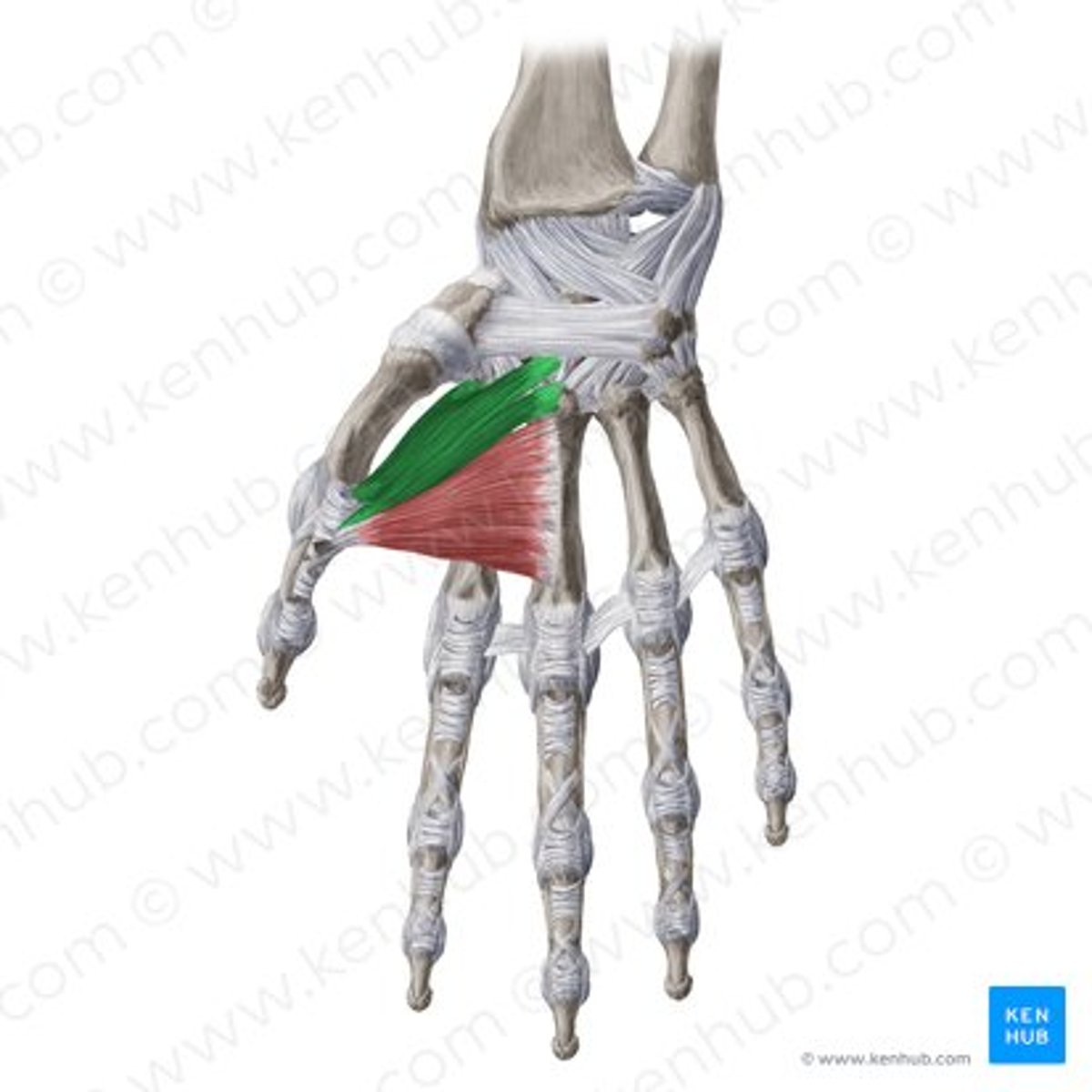 <p>Welke spier is dit?</p>