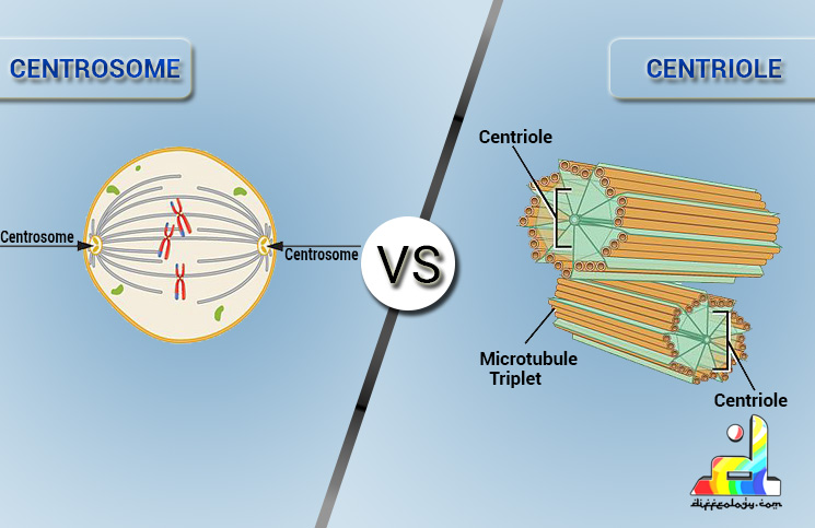 <p>Area near nucleous where most microtubules originate. Contains two centrioles(sometimes)</p>