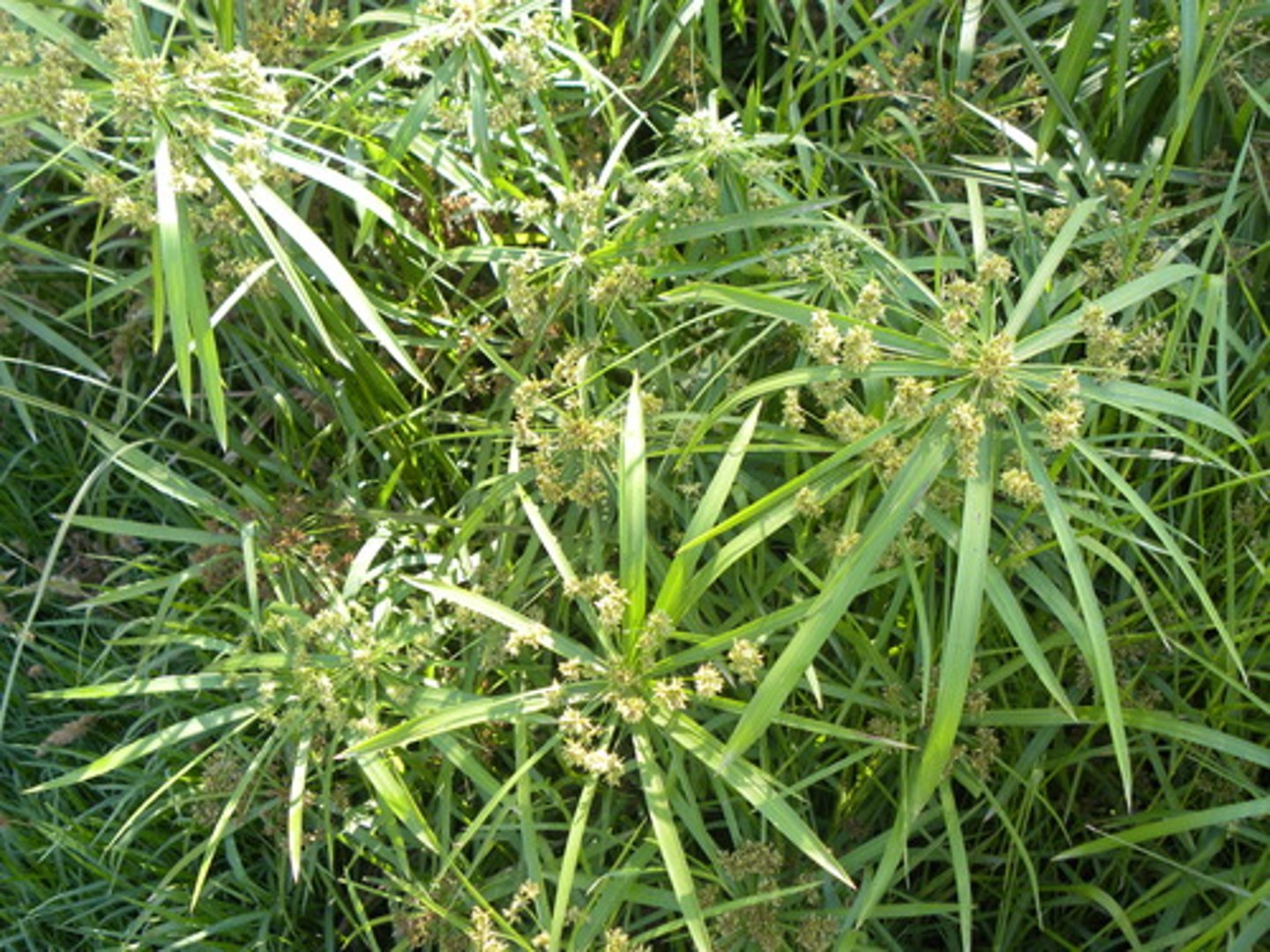 <p>A reed that grows along the banks of the Nile River in Egypt. From it was produced a coarse, paperlike writing medium used by the Egyptians and many other peoples in the ancient Mediterranean and Middle East.</p>