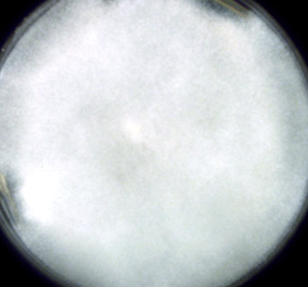 <p>What species is this? Obverse or reverse?</p>