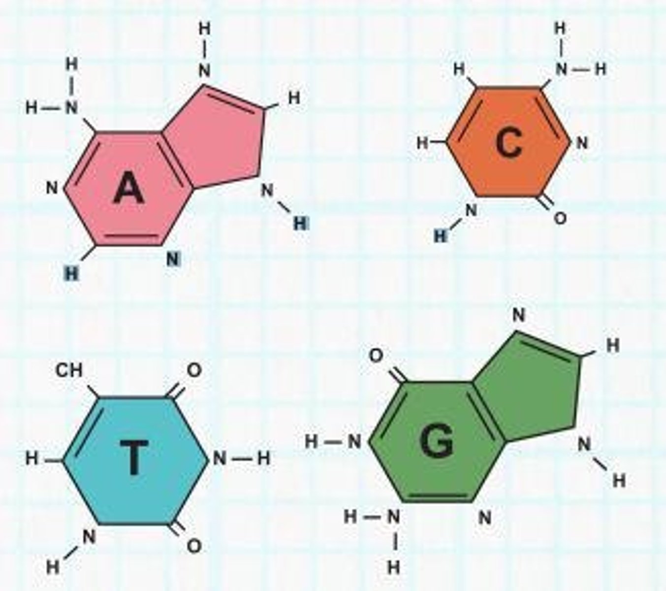 <p>Adenine (A), Thymine (T), Cytosine (C), and Guanine (G).</p>