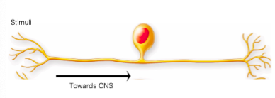 <p>pseudounipolar neurons</p>