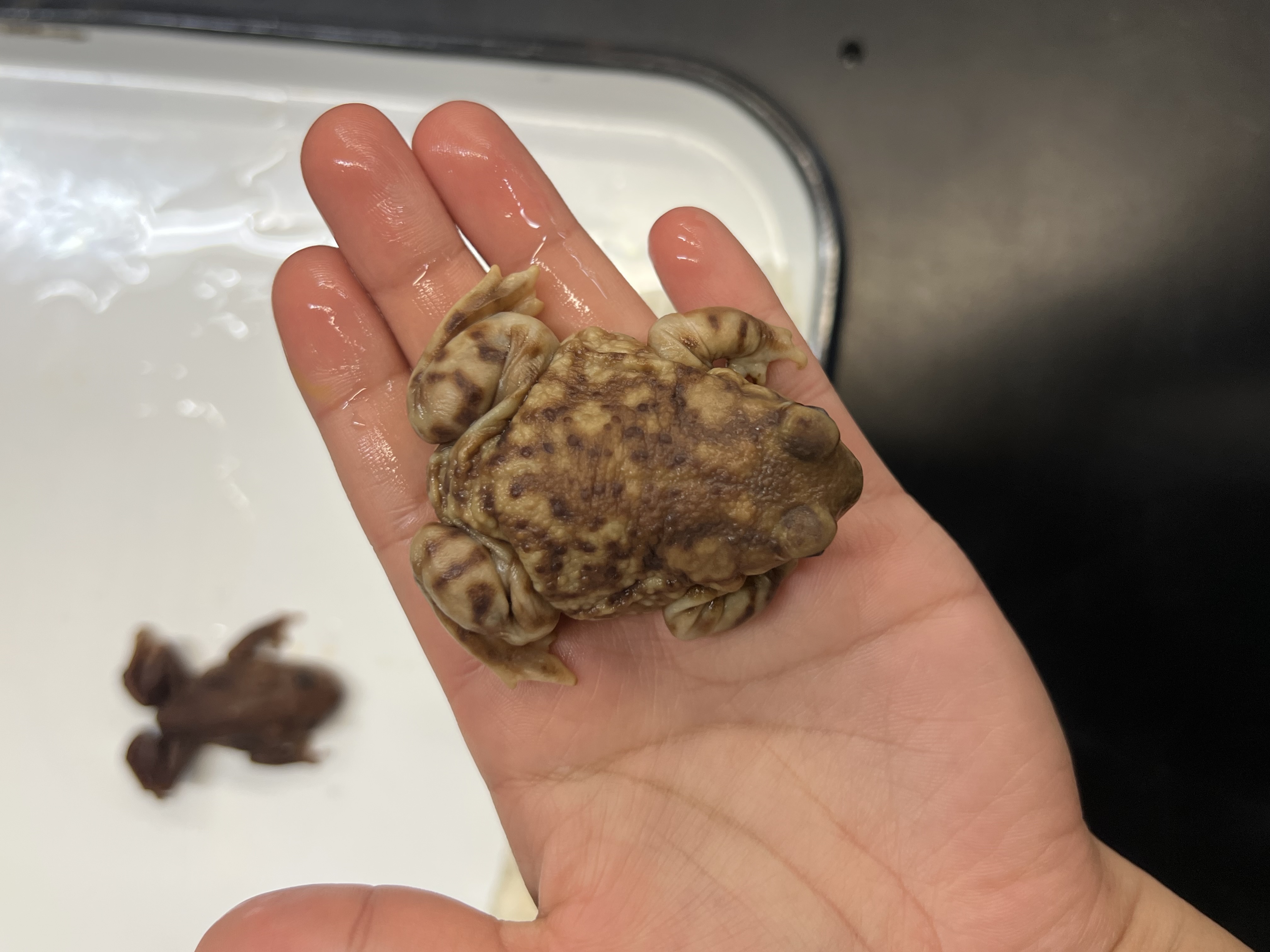 <p>What's the <strong>Family </strong>name?</p>