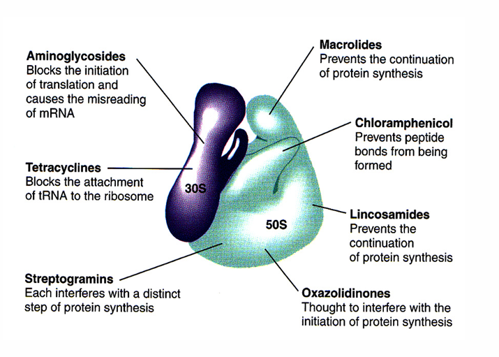 <p>-inhibit translation of bacterial proteins in various ways</p>