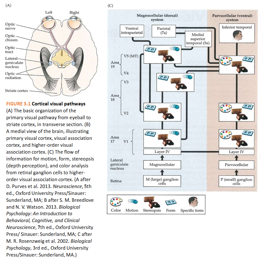<p>→ naar de wereld kijken: geen reeks lijnen, randen, strepen &amp; rasters MAAR samenhangende objecten &amp; uitgestrekte oppervlakken (+ specifieke objecten herkennen)</p><ol><li><p>van eenvoudige lijnen &amp; randen tot eigenschappen van objecten</p></li><li><p>‘what’ &amp; ‘where’ pathways</p></li><li><p>contouren &amp; illusionaire contouren</p></li><li><p>object herkenning</p></li></ol><p></p>