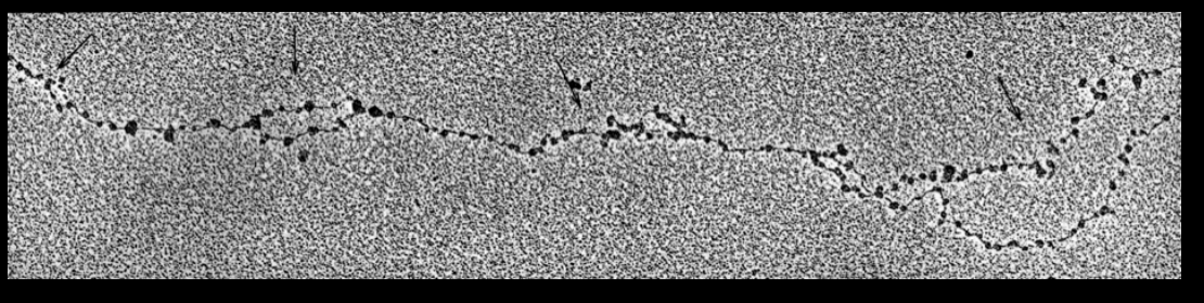 <ol><li><p>entire genomic DNA must be replicated</p></li><li><p>Chromatin strucutrre <strong>also</strong> replication</p></li></ol><p></p>