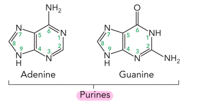 <ul><li><p>Adenine </p></li><li><p>Guanine</p></li></ul><p></p>